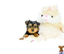 Yorkshire Terrier