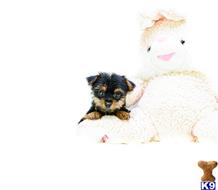 Yorkshire Terrier