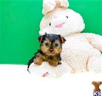 Yorkshire Terrier