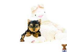 Yorkshire Terrier
