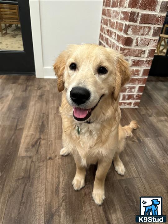 a golden retriever dog sitting on a wood floor