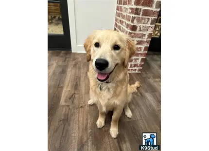 a golden retriever dog sitting on a wood floor