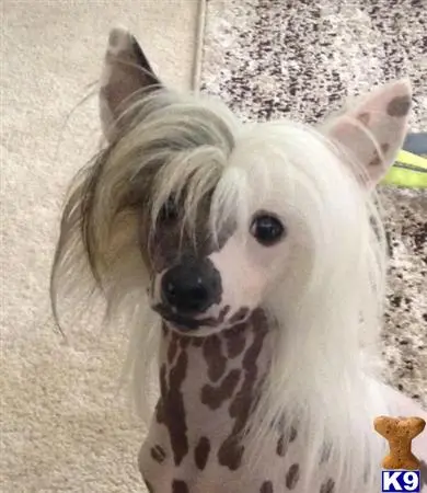 Chinese Crested