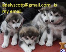 Siberian Husky
