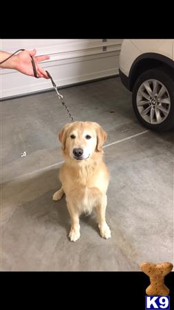 a golden retriever dog on a leash
