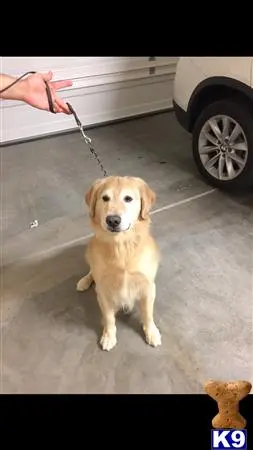 Golden Retriever stud dog