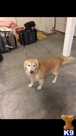 Golden Retriever stud dog