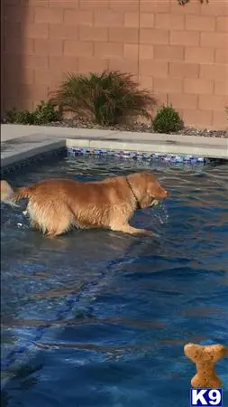 Golden Retriever stud dog