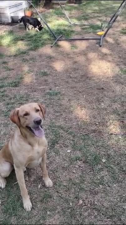 Labrador Retriever stud dog: Error: Operation returned an invalid status code BadRequest<br/>Stack Trace:    at Microsoft.Azure.CognitiveServices.Vision.ComputerVision.ComputerVisionClient.<DescribeImageInStreamWithHttpMessagesAsync>d__41.MoveNext()
--- End of stack t
