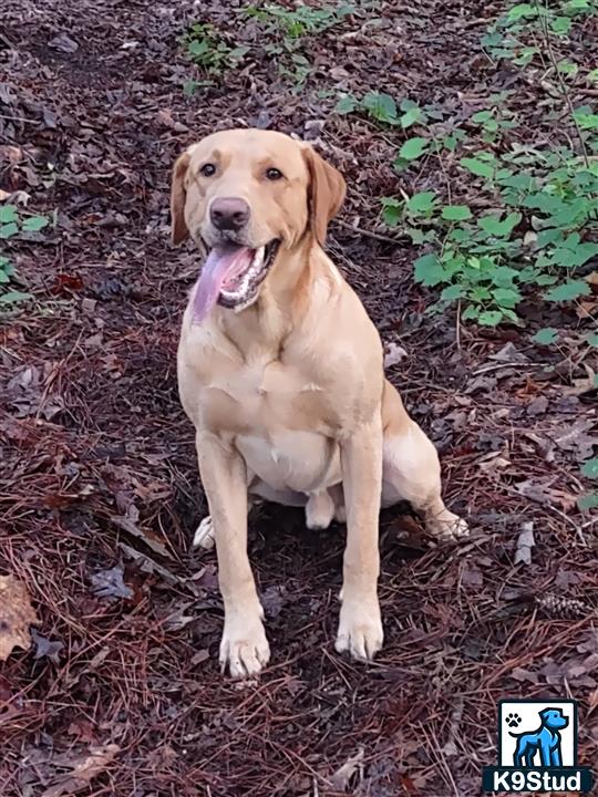 a labrador retriever dog sitting on the ground