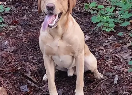 a labrador retriever dog sitting on the ground