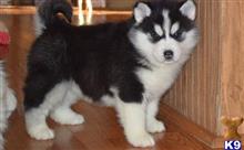 Siberian Husky