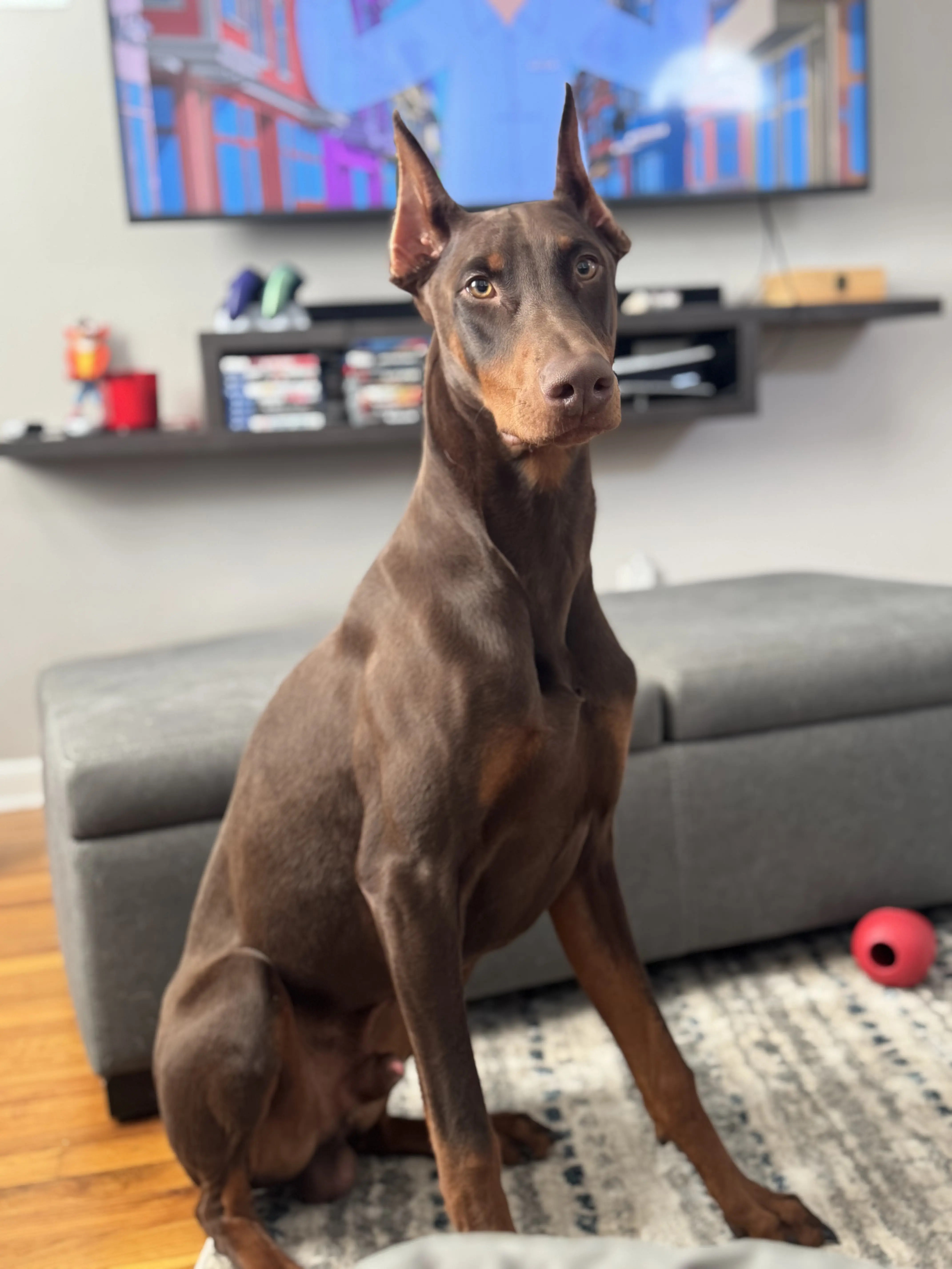 Doberman Pinscher stud dog: Brown Doberman Pinscher sitting on a rug in a living room