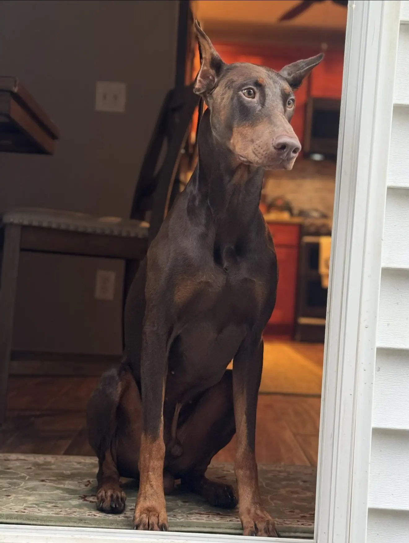 Doberman Pinscher stud dog: Brown and tan Doberman sitting at an open door