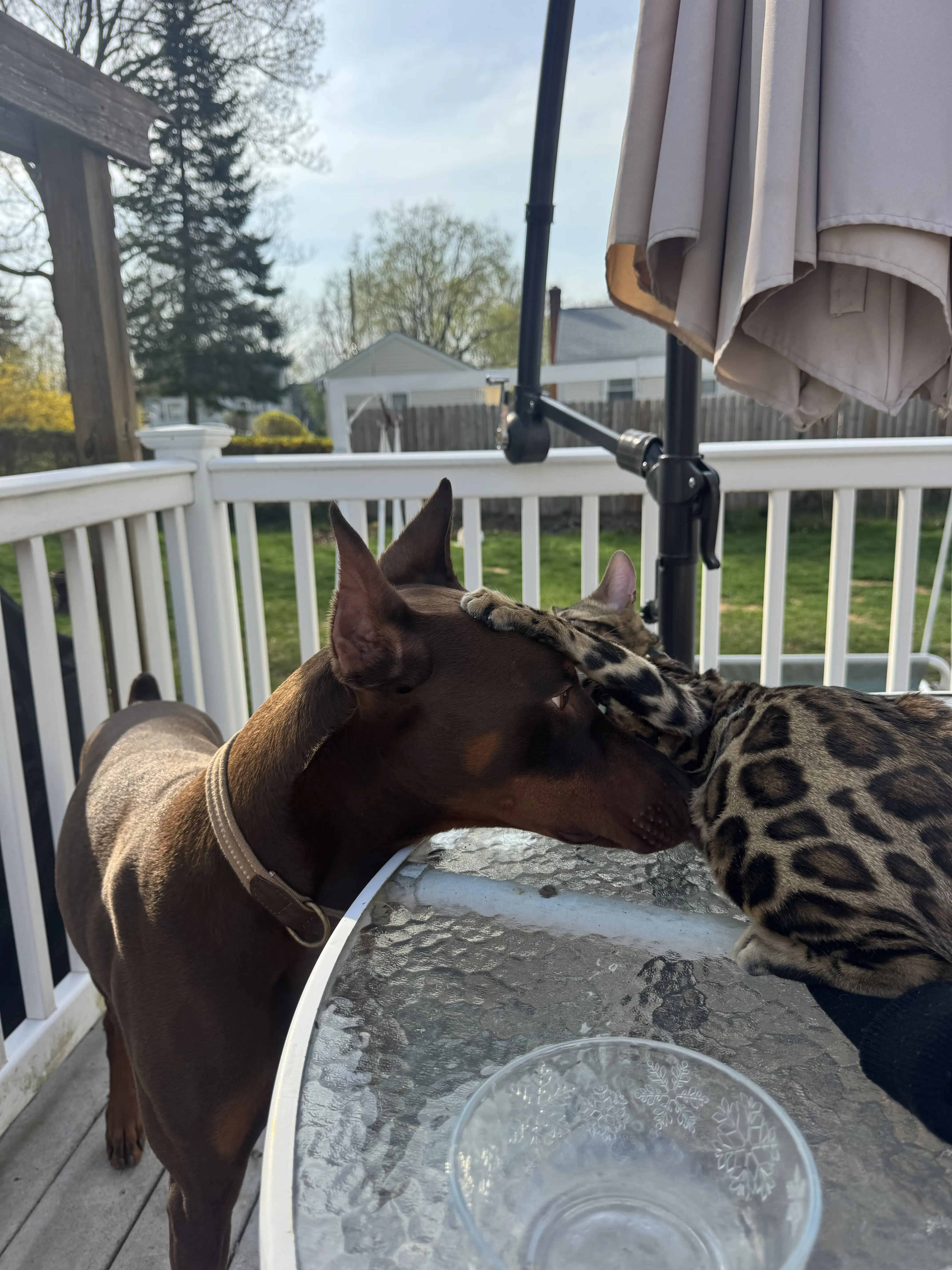 Doberman Pinscher stud dog: Brown Doberman Pinscher resting its head on a leopard-print blanket