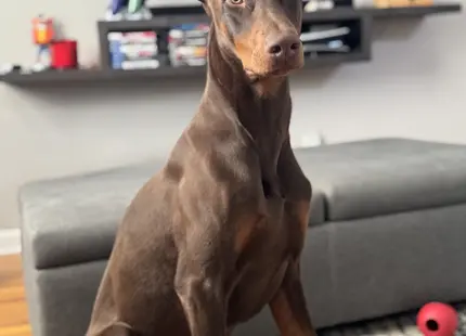Doberman Pinscher stud dog: Brown Doberman Pinscher sitting on a rug in a living room