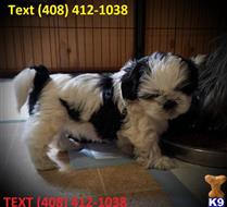 shih tzu puppy posted by adlinepovic