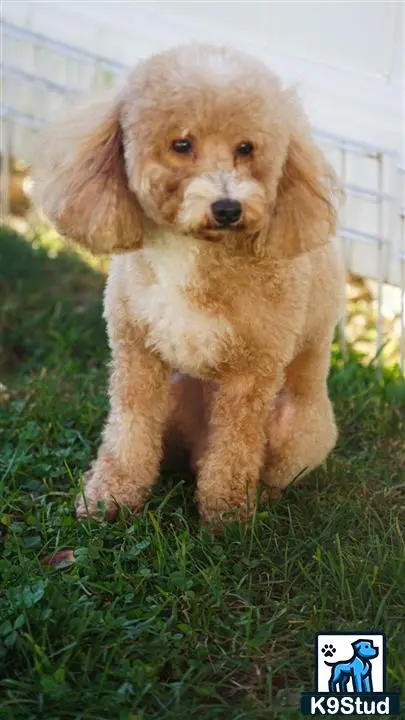 Poodle stud dog: a small poodle puppy standing on grass