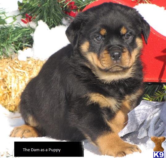 2 week old rottweiler puppy