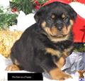 rottweiler puppy posted by adonnohue