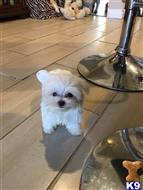 maltese puppy posted by adorablepuppy