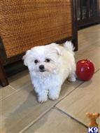 maltese puppy posted by adorablepuppy