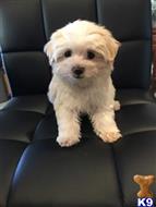 maltese puppy posted by adorablepuppy