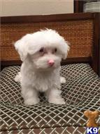 maltese puppy posted by adorablepuppy