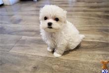 maltese puppy posted by adorablepuppy