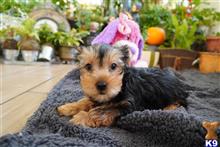 yorkshire terrier puppy posted by adorablepuppy