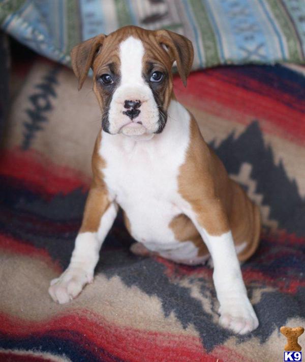 Boxer Puppy for Sale FLASHY FAWN FEMALE 11 Years old