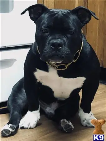 American Bully stud dog