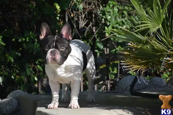 French Bulldog stud dog