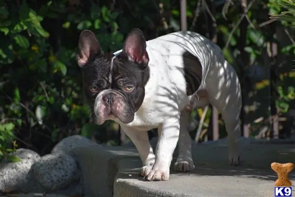 French Bulldog stud dog