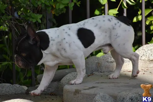 French Bulldog stud dog