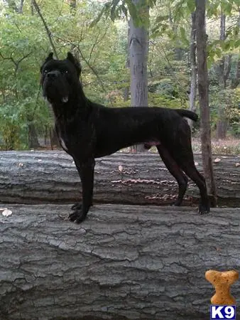 Cane Corso stud dog