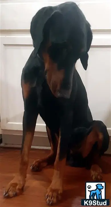 Doberman Pinscher stud dog