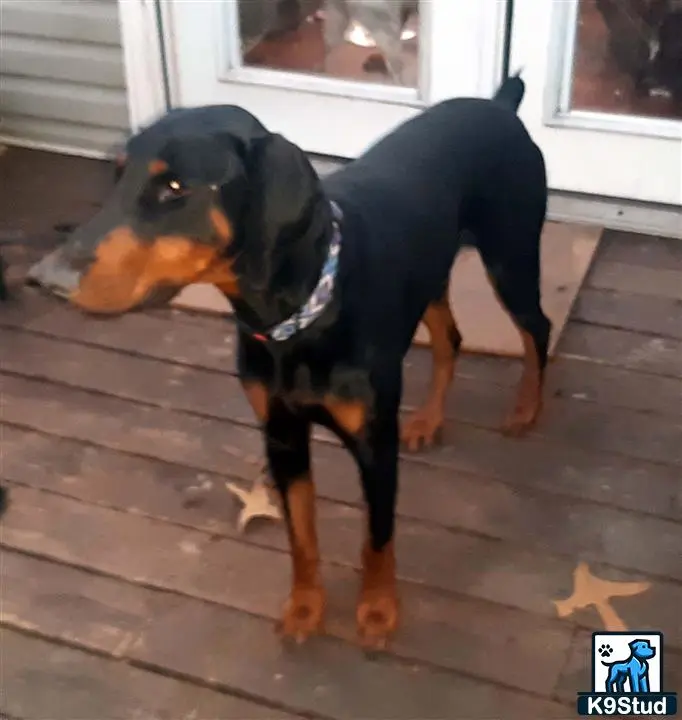 Doberman Pinscher stud dog