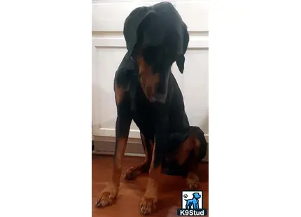 Doberman Pinscher