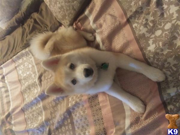 a pomeranian dog lying on its back