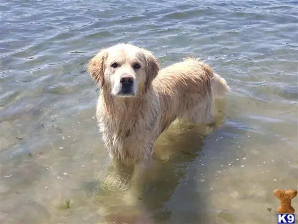 Golden Retriever stud dog