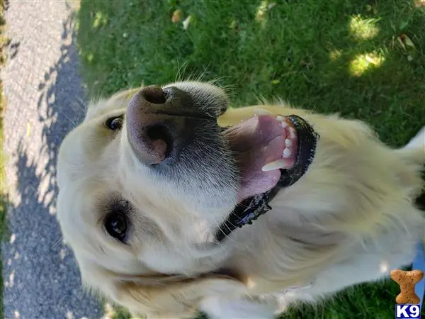 Golden Retriever stud dog