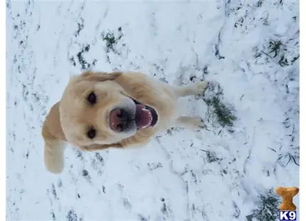 Golden Retriever