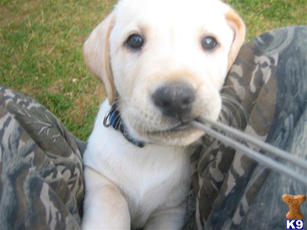 yellow lab puppies for sale in md labrador retriever puppy for sale akc yellow labrador retriever puppies in maryland 4 yellow lab puppies for sale in md labrador retriever puppy for sale akc yellow labrador retriever puppies in maryland 4