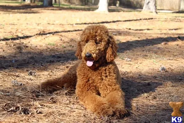 Poodle stud dog