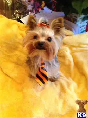 Yorkshire Terrier stud dog