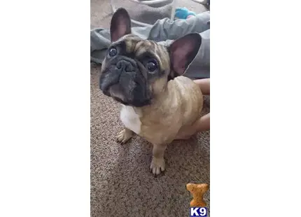 French Bulldog