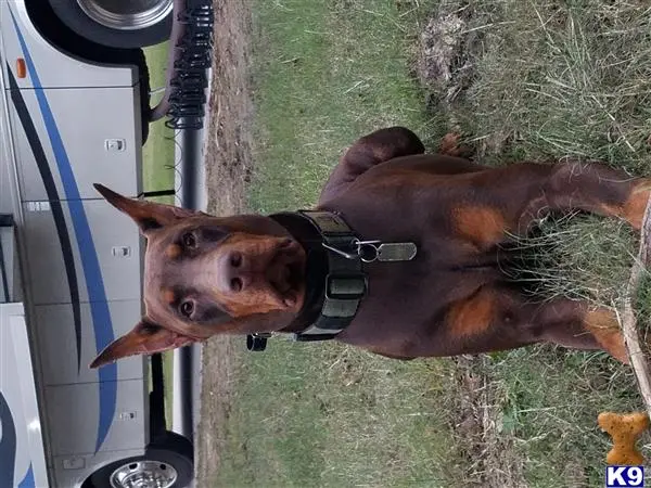 Doberman Pinscher