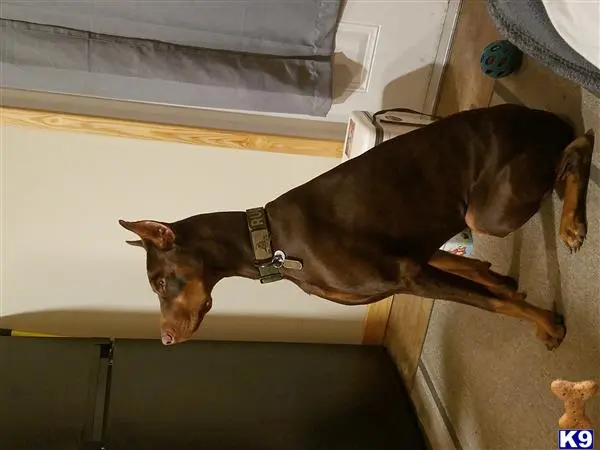 Doberman Pinscher stud dog