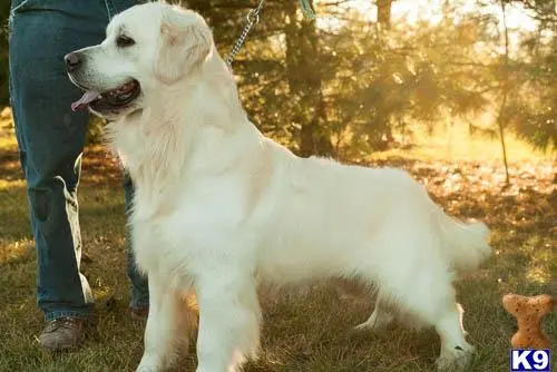 Golden Retriever stud dog